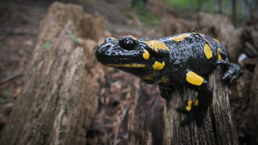 The autumn forest unveils a striking scene as a spotted fire salamander on an old, moss-covered tree stump. A glimpse into the world of wildlife through the lens. UHD 4k video
