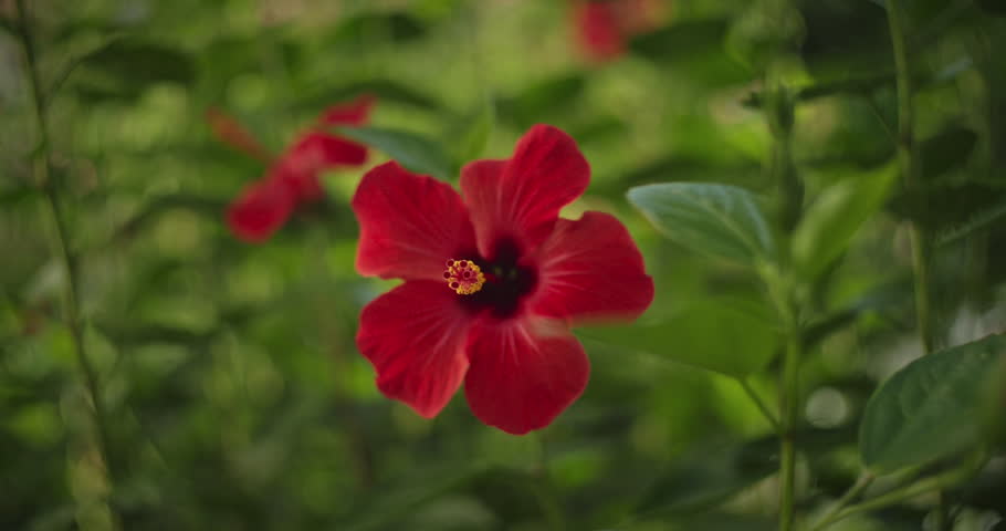Red Pink Chinese Hibiscus Flower On Green Blurred Background. Tropical Flowers Nature. Rose Mallow Or Hardy Hibiscus. Close Up Detail Of Colorful Tropical Hibiscus Flower. Bright Rose Of Sharon. Royalty-Free Stock Footage #3453992385