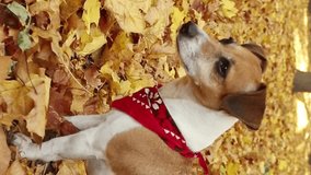 dog in an autumn park looks intently into the distance. looks around. stylish red accessory scarf. Walk with dog Jack Russell terrier vertical video footage