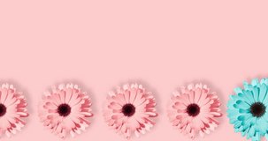 Video banner framed with daisies, chamomile or gerbera flower isolated at pastel pink background. Pop art design, creative concept. Floral pattern with blue, pink and yellow flower in minimal style