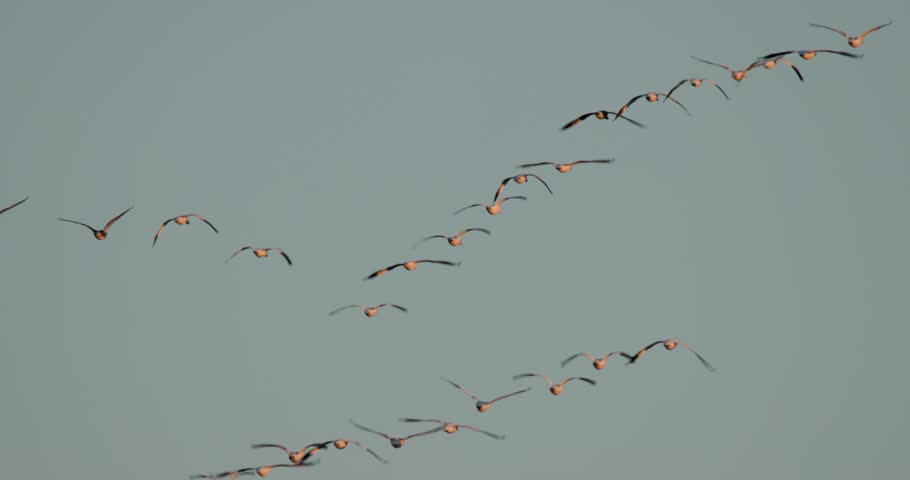 Snow Goose Flock Geese Flying Leaving Going Away in Line Row in Sky