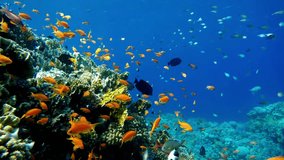 Underwater Sea Tropical Life. Underwater sea fish. Tropical fish reef marine. Colourful underwater seascape. Reef coral scene. Coral garden seascape. Colourful tropical coral reefs. - Powered by Shutterstock - Get 15% off with code: PIKWIZARD15