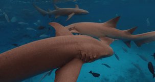 Close up view of Nurse shark with tropical fishes underwater in blue ocean.