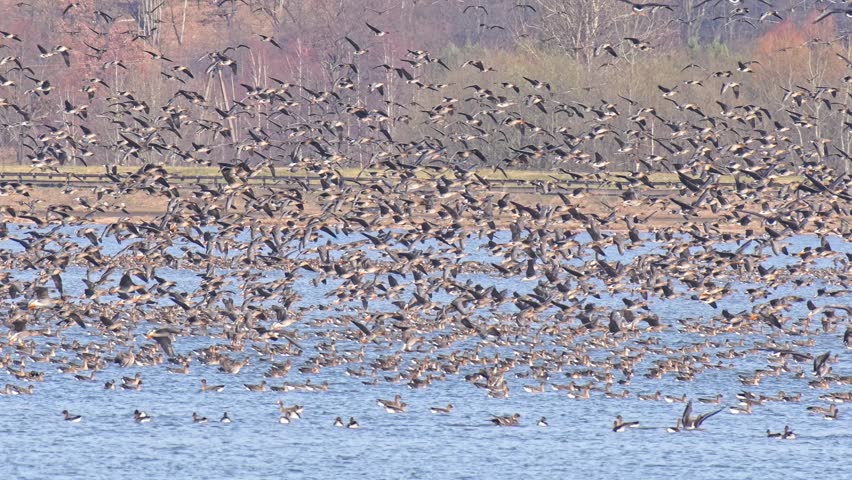 A large flock of geese took off from the water, the birds fly over the lake in a large group. A species of large water bird.