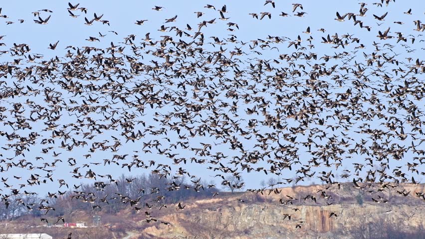 A large flock of geese took off from the water, the birds fly over the lake in a large group. A species of large water bird.