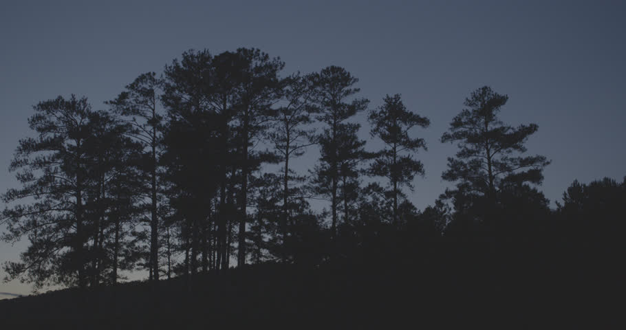 Trees at dusk