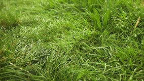 Fresh green grass with dew drops clips, dew drops on green grass footage, raindrops on green grass video. Closeup Turn. High quality FullHD footage