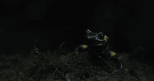 In the pitch-black night, a fire salamander slowly emerges from its hiding place. Its glistening black skin and bright yellow spots create a striking contrast against the dark background. The