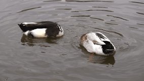Two ducks swimming and plunging in the water, slow-motion close-up view.
