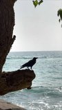 4K vertical footage of Black CROW sitting on the exotic tree branch on the sea cost in Sri Lanka. Then it flying away wide open the wings. Animals, nature or ecology concept video.