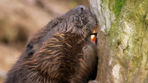Beaver gnawing on a trunk