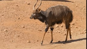 This video shows a lone Nyala (tragelaphus angasii) antelope walking through a desert landscape.