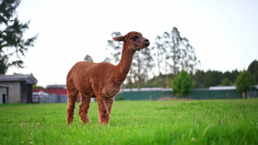 Alpaca lama on a farm in New Zealand.  Cute animal in nature.