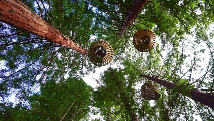 Wooden lamp in Redwoods Whakarewarewa forest in Rotorua, New Zealand. popular hiking destination in North Island. 