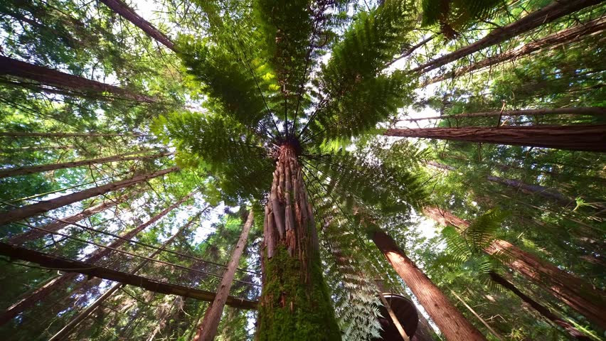 Walk in Redwoods forest , Rotorua, New Zealand. massive sequoia trees, Whakarewarewa hiking destination in South Island. 