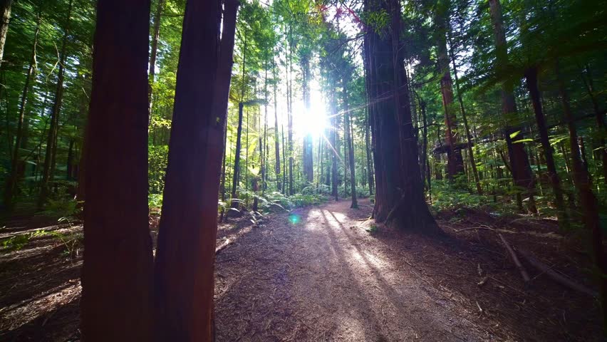 Giant Redwoods sequoia trees in Whakarewarewa Forest near Rotorua, New Zealand. hiking destination in North Island. 