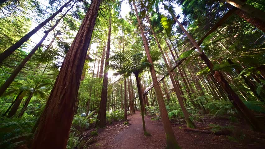 Walk in Redwoods forest , Rotorua, New Zealand. massive sequoia trees, Whakarewarewa hiking destination in South Island. 