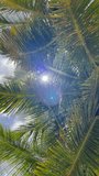 Vertical footage under the coconut palms trees branches background with the blue sky and bright sun with flares. Lying human POV exotic vacation concept 4K video.