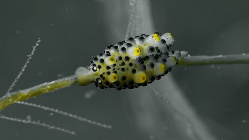 A spotted nudibranch sits motionless on a swaying hydroid branch and eats. Black-Spotted Doto (Doto sp.) 11 mm. ID: black-tipped tubercles, apex tubercles yellow. Royalty-Free Stock Footage #3454341635