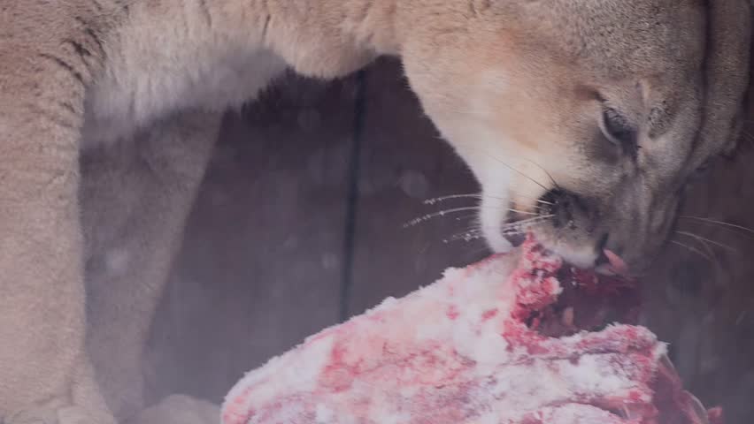 Beautiful Canadian Cougar, Puma Concolor eat raw meat during snowfall in national park. 4k 120fps super slow motion raw footage  Royalty-Free Stock Footage #3454380531