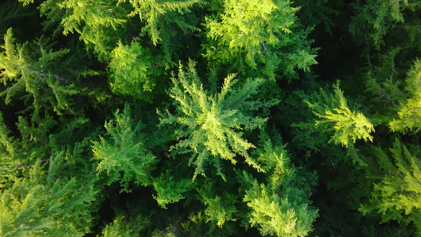 Renewable energy, Sustainable development goal. Environment protection concept. Drone circling above green tree tops on sunny day. Pine forest as natural resource. Aerial top down green rainforest 4K