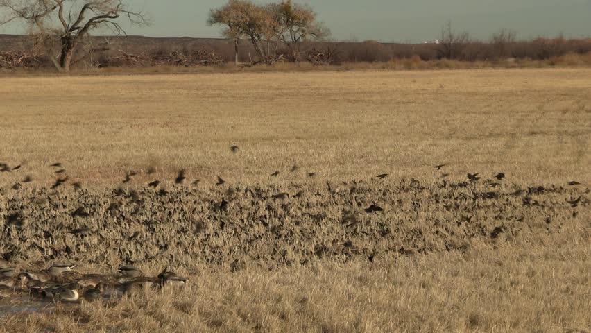 Blackbird Flock Blackbirds Birds Taking Off Flying Landing in New Mexico