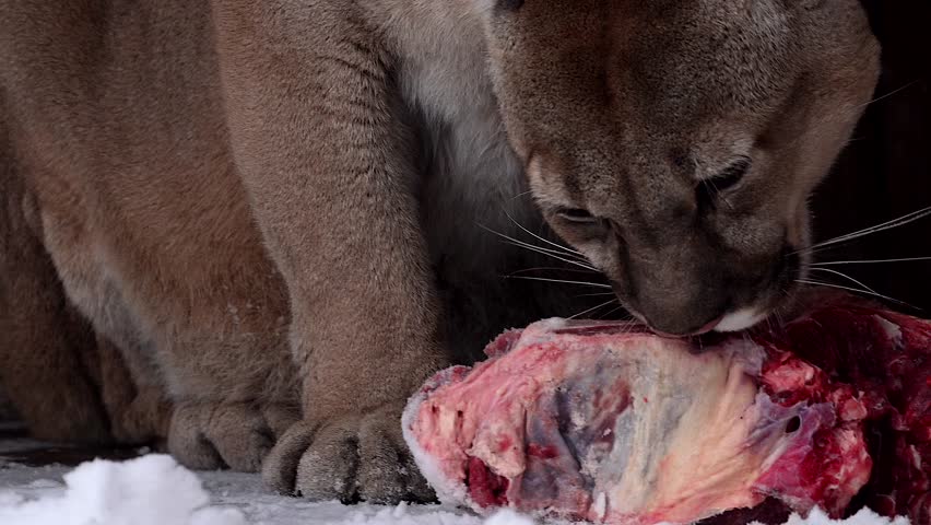 Beautiful Canadian Cougar, Puma Concolor eat raw meat during snowfall in national park. 4k 120fps super slow motion raw footage  Royalty-Free Stock Footage #3454407491