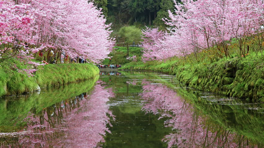 Beautiful view of cherry blossom Sakura appears over the  River in Taiwan