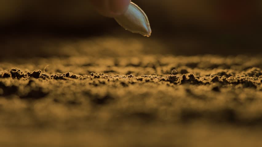An agricultural close-up image of melon seeds seeds being planted by a farmer's hands into the tilled, brown soil of a rural farmland