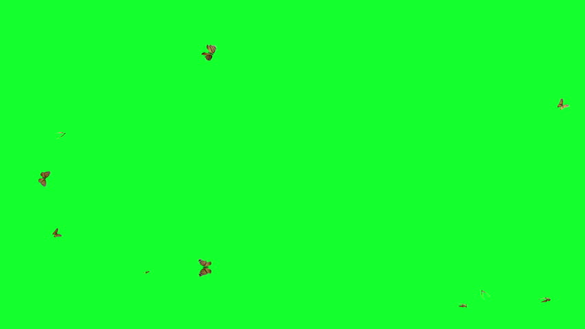 butterfly cycle loop on green 