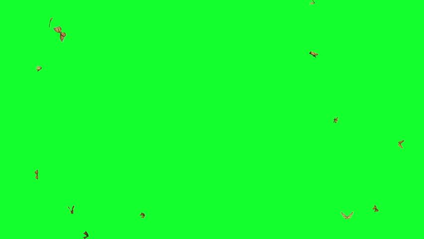 butterfly cycle loop on green 