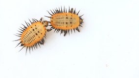 Two Yellow Bug Larvae With Thorns.
