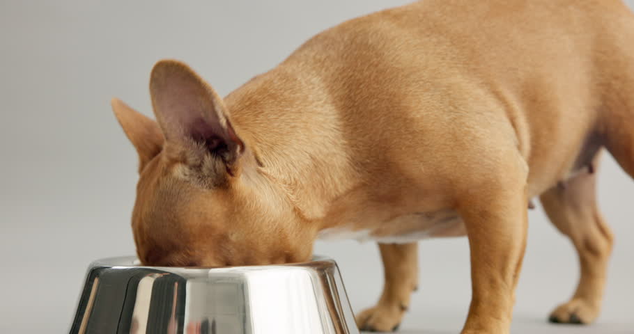 Closeup, dog and bowl to eat, nutrition for pet health as tasty breakfast on white background. Hungry, French bulldog or kibble for energy, digestion or reward in wet or dry food as diet in studio Royalty-Free Stock Footage #3454500489