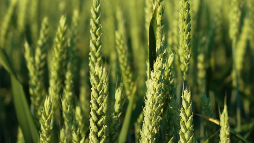 Detailed View Lush Green Wheat Field. Growth rural agricultural grain. Fertile soil, harvest festival, crop yield. Agriculture industry Royalty-Free Stock Footage #3454520235