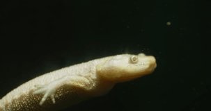 This video shows a close-up of a larval salamander swimming in water. The larva is translucent, with visible internal organs. It is swimming by undulating its body and using its tail to propel itself