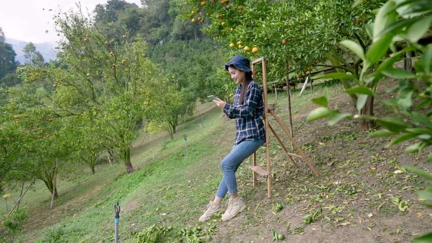 Asian woman owns small orange farm at home, farmer with tablet in hand walks into orange farm, searching for some information on tablet, sitting on ladder prepared pick oranges on high branch.