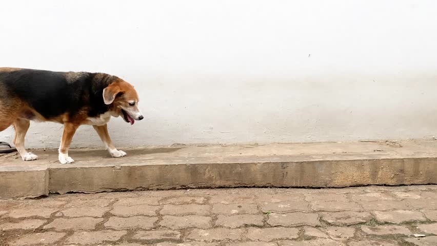 A beagle walking back and forth on the block paving floor
