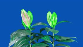 Pink Lily Blooming in Time Lapse on a Leaves and Blue Background. Scented Flower Opens Petals in Timelapse. Blooming Plant Tender Video From Blossom to Wilted Flower