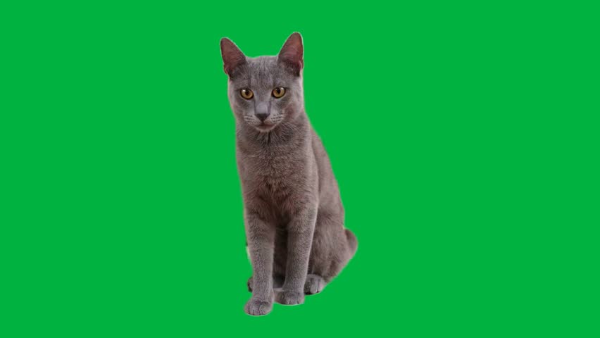A young Russian Blue cat with striking yellow eyes gazes around and grooms itself against a vivid green backdrop