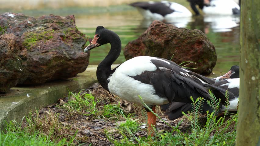 Close up shot of a magpie goose, anseranas semipalmata with striking black and white plumage, standing by the pond in its natural habitat with its mates swimming and foraging in the water.