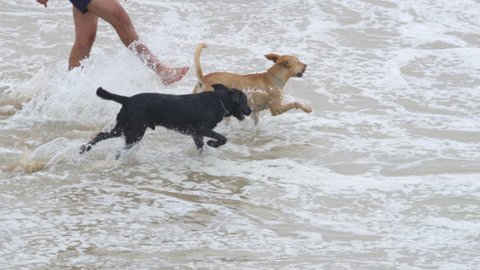 SLOW MOTION: Energetic young pet dogs having fun jumping around shallow sea water. Black and brown puppy playing on sandy beach. Unrecognizable person kicks and splashes water on joyful running dogs.