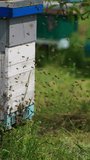 Working bees flying near their beehives. Numerous bees crawling around the entrance slot to the hive. Summer nature at the backdrop. Vertical video.