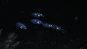 A school of Bigfin Reef Squids - Sepioteuthis lessoniana hunts at night. 4k slow motion underwater video. Sea life of Tulamben, Bali, Indonesia.