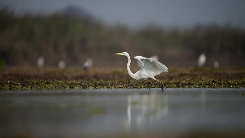 Great Egret Taking off From Lake Royalty-Free Stock Footage #3454830405