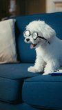 Cute video of fluffy Maltese puppy wearing funny eyeglasses, business dog