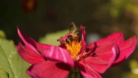 4k footage of honey bee on pink Dahlia Imperialis. Honey bee sucking nectar from pure white blooms. 4k video of honey bee on Dahlia imperialis or Pink flower of Bell tree dahlia. Pollination.