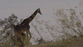 This video shows a mother giraffe and her offspring walking gracefully on a hilltop. 