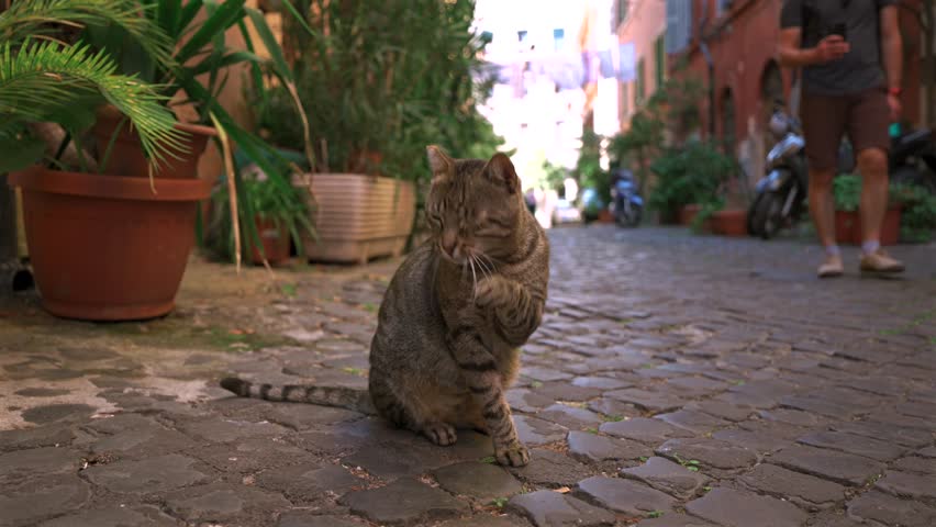Street cat walking in ancient streets of Rome, Italy in summertime. Striped stray tabby cat on Roman streets in summer. Old cozy courtyard in Roma, Italy. Un gatto per le strade di Roma in estate.  Royalty-Free Stock Footage #3454907653