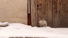 Stray cat during snowfall.
Hungry cats in in winter-50 °C. - Powered by Shutterstock - Get 15% off with code: PIKWIZARD15