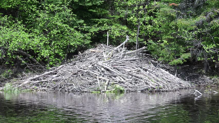 beaver lodge as seen from boat passing by 4k